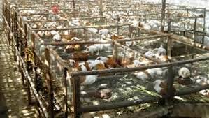 The breed is also very good as pets. How To Do Profitable Commercial Rabbit Farming In India