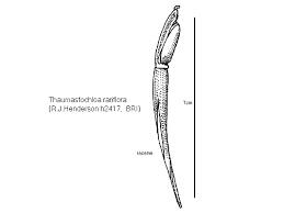 Image result for Meiosperma bracteatum