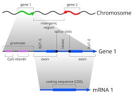 Hidden Markov Models Species And Gene Evolution