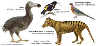 Extinction Definition Examples Britannica