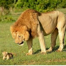 Relationship Adjourn Cute Animal Photos Animals Animals Beautiful