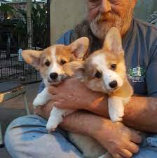 Jack/jani will come with appropriate vaccinations and wormings along with vet check and puppy pack. Stonehaven Pembroke Welsh Corgi Home Facebook