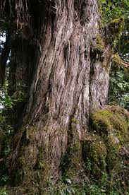 Image result for Juniperus procera