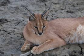‪Caracal Facts | Big Cat Rescue | Wild cats in the wild: Our mission, their  future.‬‏