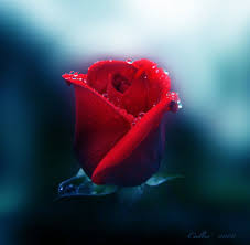 Renatures Com Red Rose New Flower Soft Day Full Hd Wallpaper Download Red Roses Flower Soft Flowers