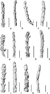 Image result for Sarcocornia natalensis