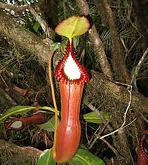 Image result for Nesaea erecta