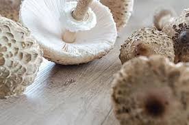 We did not find results for: Champion Brown Mushrooms Mushroom Cute Autumn Winter Happy Love Eat Fry Pikist