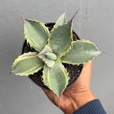 Image result for Kleinia grantii