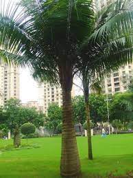 How To Growmajesty Palms Indoors Majesty Palm Palm Florida Gardening