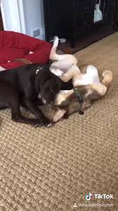 Labs are are frequently used as guide dogs or to provide aid for the disabled or as therapy. Ne Ohio Labrador Retriever Rescue Home Facebook