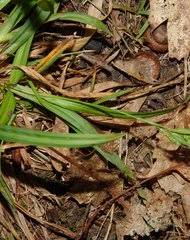 Image result for Carex chlorosaccus