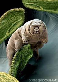 Award Winning Images Of Some Of The World S Smallest Life Forms Weird Animals Tardigrade Animals