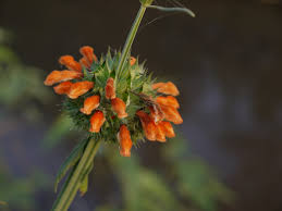 Image result for Leonotis nepetifolia