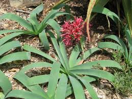 Image result for Ammocharis coranica