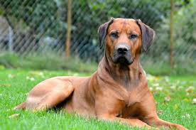 Check spelling or type a new query. Fotos Unserer Rhodesian Ridgebacks Ruden Und Hundinnen