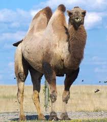 Twelve camels have been disqualified from saudi arabia's annual camel beauty contest after receiving botulinum toxin injections to make their pouts look more alluring. Eid Ul Azha Camel Qurbani Video Hijriyah S