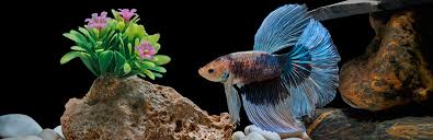 In thailand, people call betta fish pla kat, which means fighting fish. Why Do Betta Fish Fight And How To Stop Them My Pet Needs That