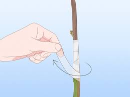 Image result for graft grape vines