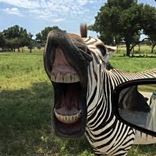 Fossil Rim Wildlife Center In Glen Rose Day Tripping Dallas Glen Rose Glen Rose Texas Guys Trip