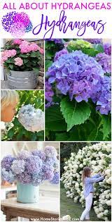 All About Hydrangeas How To Plant Preserve And Care For Hydrangeas Potted Hydrangea Care Hydrangea Care Growing Hydrangeas