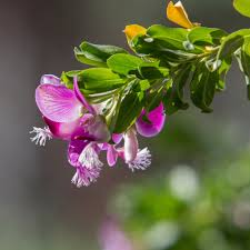 Image result for Polygala filicaulis