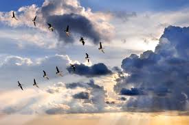 Flying in Formation | The Community of Jesus