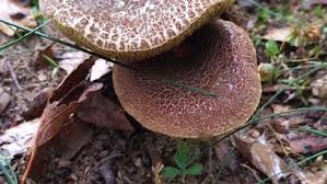 Image result for Xerocomellus diffractus