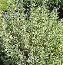 Pin Su Plantas Medicinales