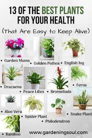 Find out how to keep your roses fresh with clorox® liquid bleach. 13 Of The Best Plants For Your Health That Are Easy To Keep Alive Household Plants Plants Indoor Plants