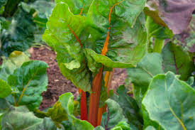 Growing swiss chard in containers growing the swiss chard in containers is a perfect way for the people who live in urban areas. How To Grow Swiss Chard Silverbeet