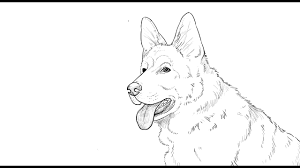 Most dogs look more or less the same to children as they have been in their lives and so learning how to draw a realistic german shepherd should not be too difficult. How To Draw German Shepherd Dog Youtube