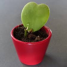 We did not find results for: Hoya Kerrii Thebuzzshelter