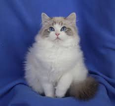 Cats & kittens for sale. Ragdoll Cats Ragdoll Kittens By Rock Creek Ranch Ragdoll Cattery Breeder Of Large Lovable Ragdolls Ragdoll Cat Ragdoll Kitten Cats