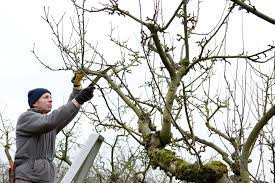Avoid pruning early in the winter because this may cause severe winter injury to the trees. Useful Tips For Pruning Fruit Trees The Tree Center