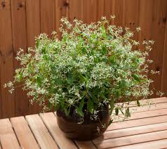 Image result for Euphorbia dawei