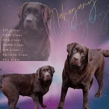 And of course, in our hearts. English Chocolate Lab1 Amazing English Chocolate Lab Puppy