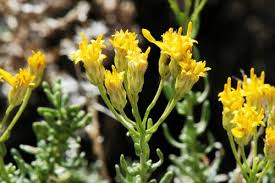 Image result for Cyphia erecta