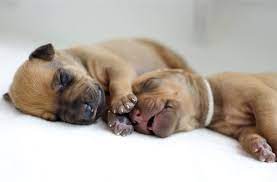 12 Fascinating Facts You Didn T Know About Newborn Puppies Petmd