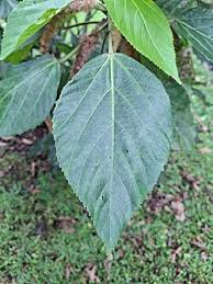Image result for Acalypha welwitschiana