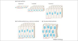 Maybe you would like to learn more about one of these? Mechanisms Controlling Arrangements And Movements Of Nuclei In Pseudostratified Epithelia Trends In Cell Biology