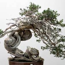 You can purchase starter trees or, if you have a bit of experience, use a small tree harvested from nature. European Bonsai Bonsai Empire