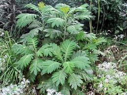 Image result for Bocconia