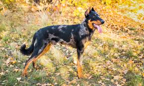 I am exspecting a litter of beauceron puppies at anytime mother is akc ukc registered an father is as well please contact me for more info an availa… Beauceron Breed Characteristics Care Photos Bechewy