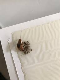 Are you looking for a company with high. Reynolds Pest Management Inc Reynoldspest Twitter