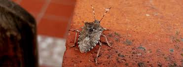 Best pest control saint petersburg. Stink Bug Control Rentokil Canada