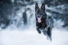 let it snow sable german shepherd puppies shepherd puppies german shepherd pictures