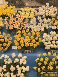 Daffodils At Chelsea Flower Show Flower Show Chelsea Flower Show Chelsea Flower