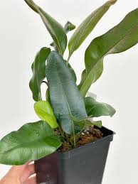 Image result for Elaphoglossum tanganjicense