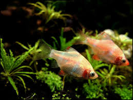 Vacuum the substrate more often. Parasites On Pet Fish Bechewy